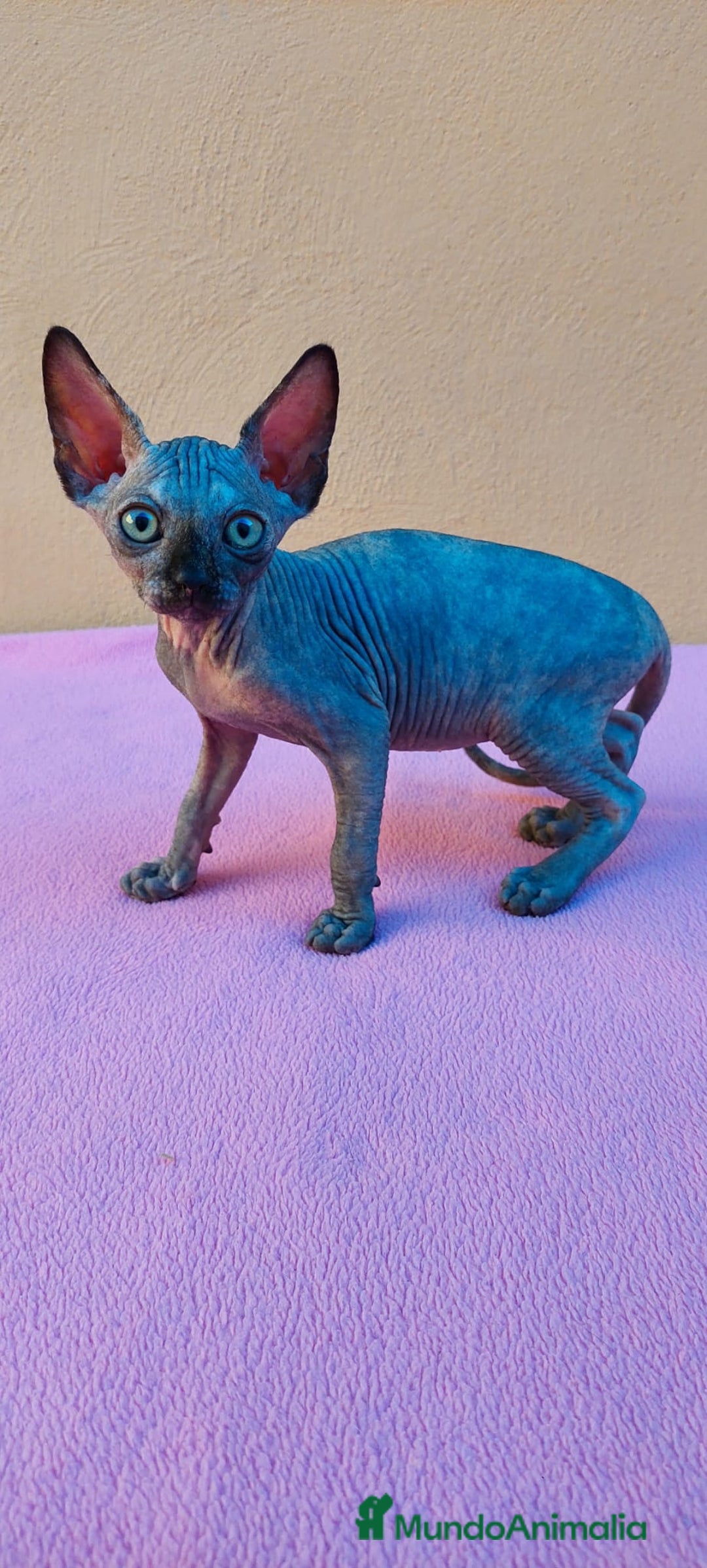 Sphynx gatos en venta: Preciosa hembrita tortuga  - Imagen 2