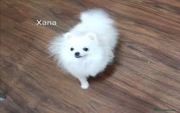 Pomerania perros en venta: Pomerania hembra 1,500kg 6,5meses - Imagen 2