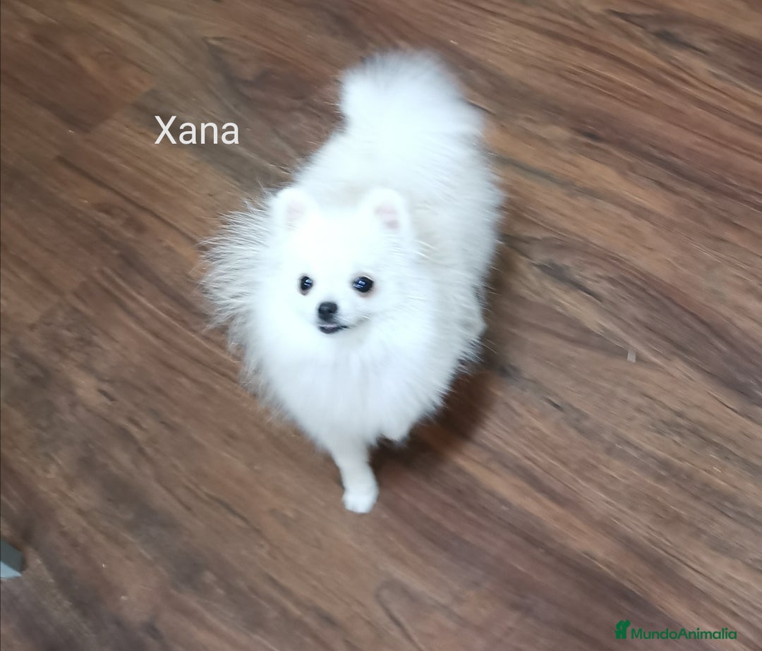 Pomerania perros en venta: Pomerania hembra 1,500kg 6,5meses - Imagen 2