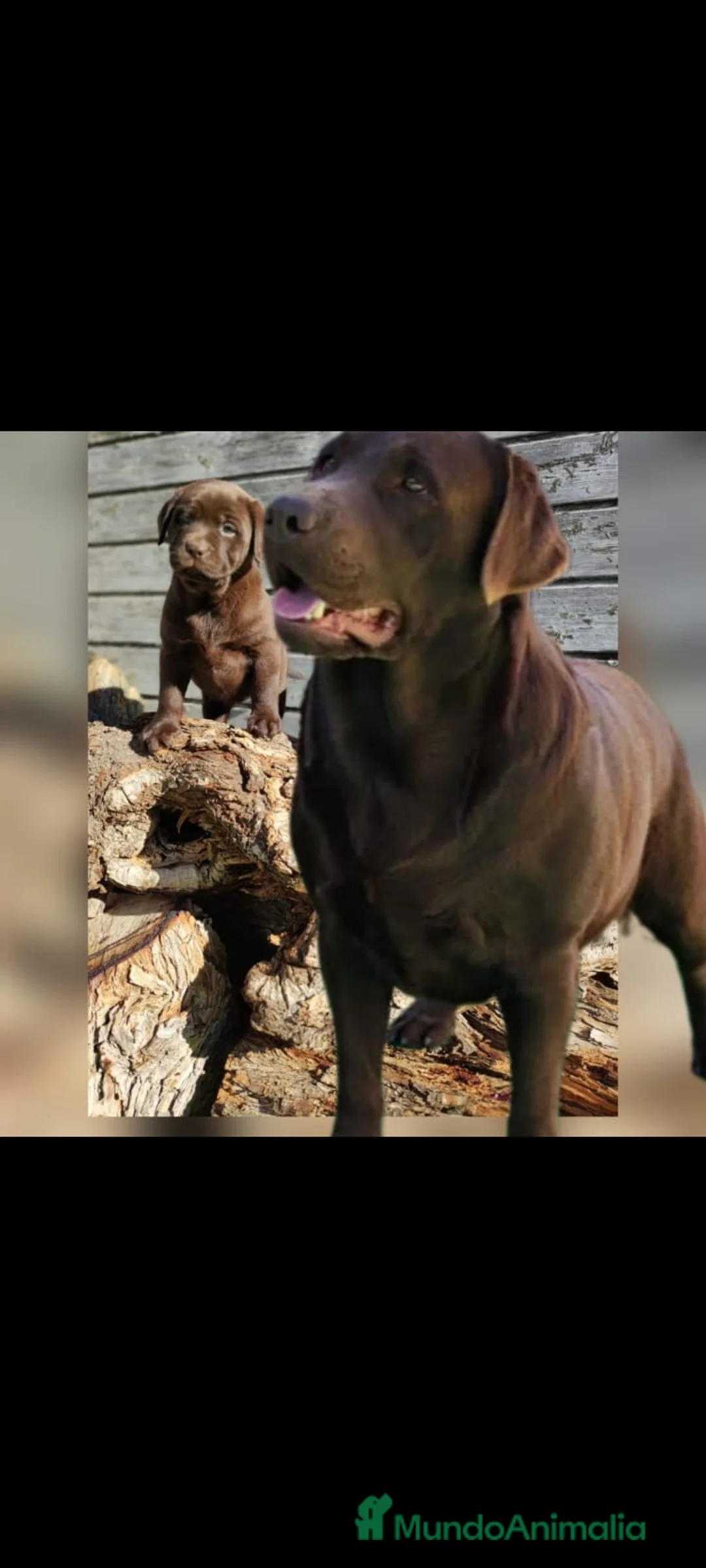 Labrador Retriever perros en venta: Labradores chocolate  - Anuncio 3