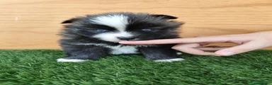 Pomsky 3