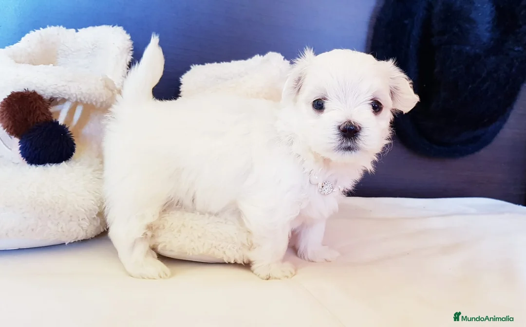 Bichón Maltés perros en venta: Cachorros Bichón Maltés en Barcelona - Anuncio 3