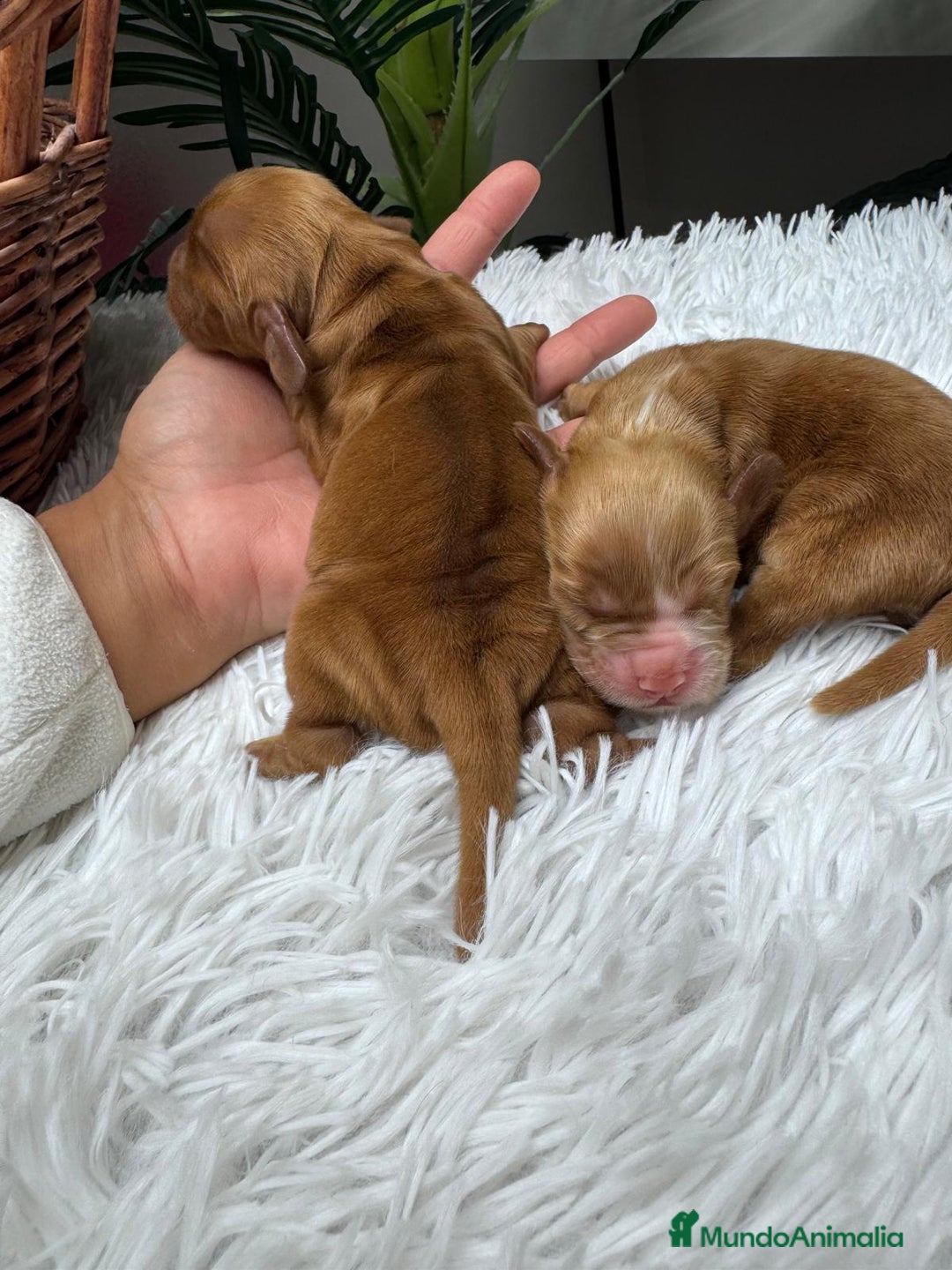 Cocker Spaniel Inglés perros en venta: COCKER SPANIEL INGLES - Anuncio 8