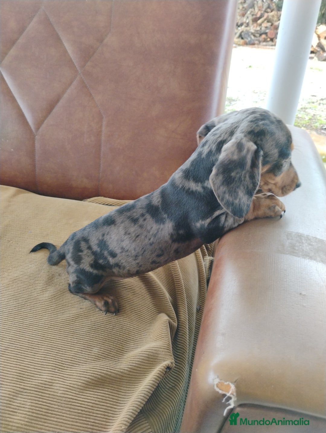 Teckel Miniatura perros en venta: Cachorrita teckel arlequín plata  - Anuncio 4