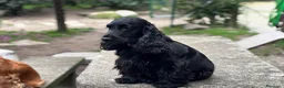 Cocker Spaniel Inglés perros en venta: Excepcionales cachorros cocker spaniel inglés  - Anuncio 8