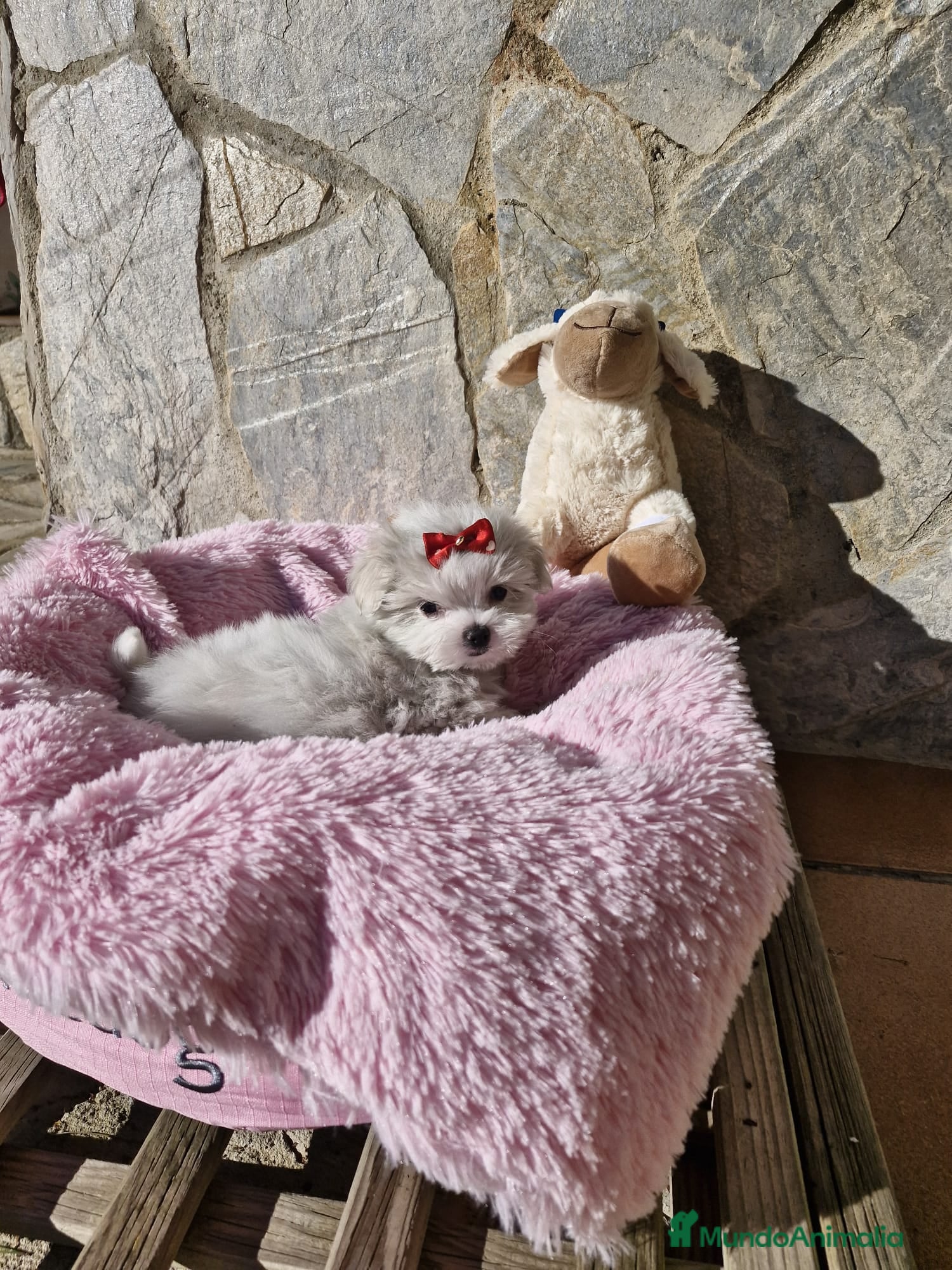 Bichón Maltés perros Bichón Maltés espectaculares  en Barcelona - Anuncio 2