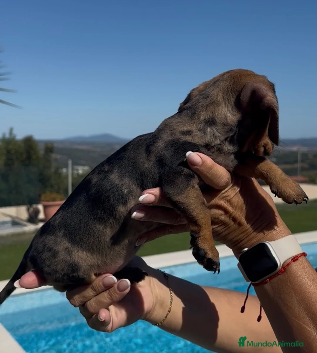 Teckel Miniatura perros en venta: ESPECTACULAR TECKEL MINIATURA CHOCOLATE! 🍫🐾 - Anuncio 4