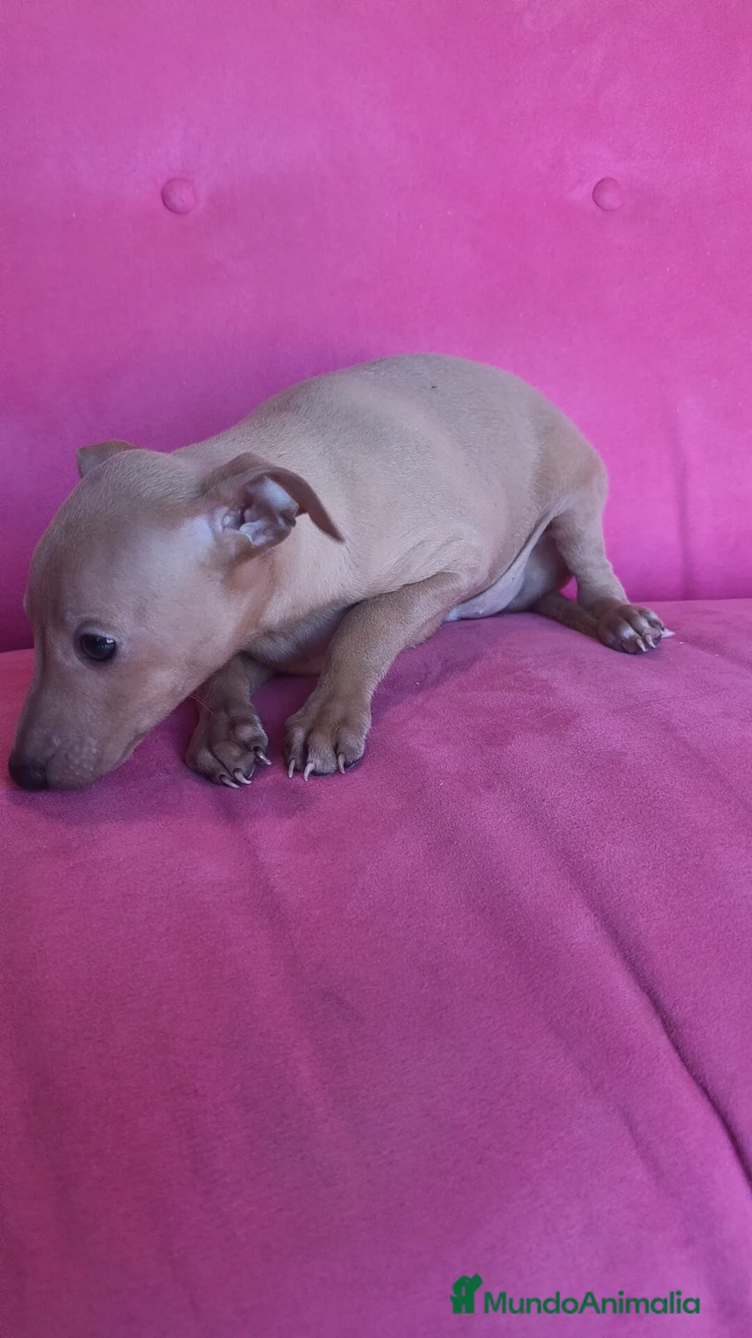 Pequeño Lebrel Italiano perros en venta: Piccolo Galgo Italiano Lebrel - Anuncio 13