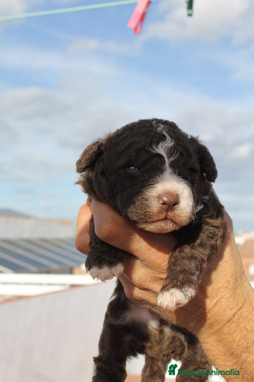 Perro de Agua Español perros en venta: Perros de agua  - Anuncio 5