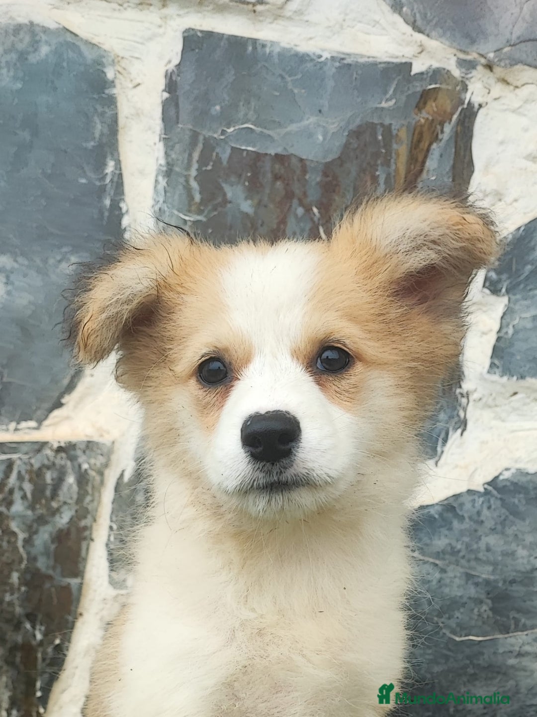Raza Mixta perros en venta: BORDERPOM macho (pomerania + border collie) - Imagen 1