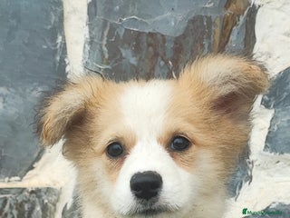 Raza Mixta perros - Anuncio 22