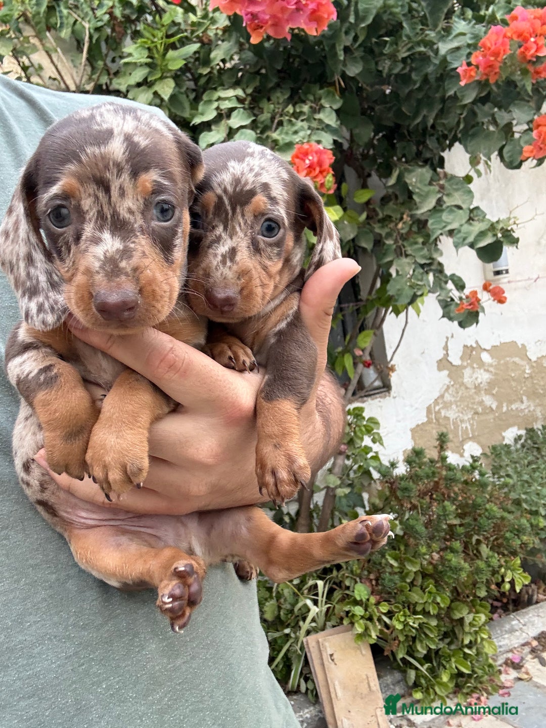 Teckel perros en venta: Teckel kaninchen  - Imagen 1