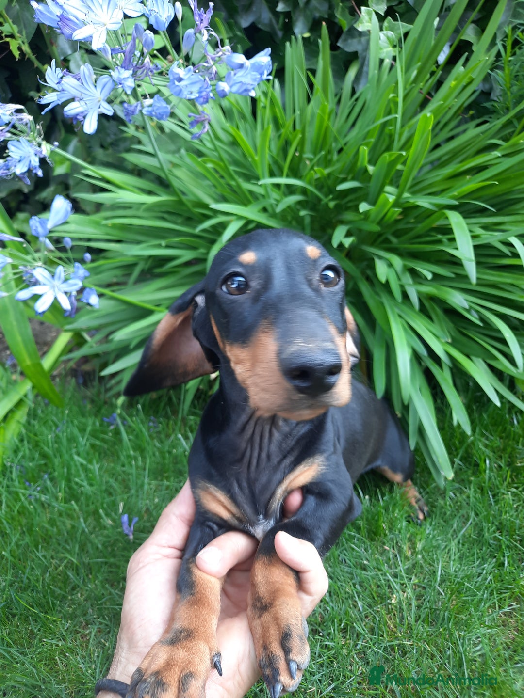 Teckel perros en venta: Teckel  - Imagen 2