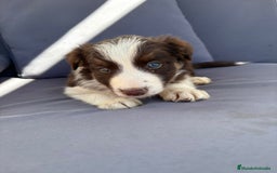 Border Collie perros en venta: Border collie chocolate  - Imagen 23