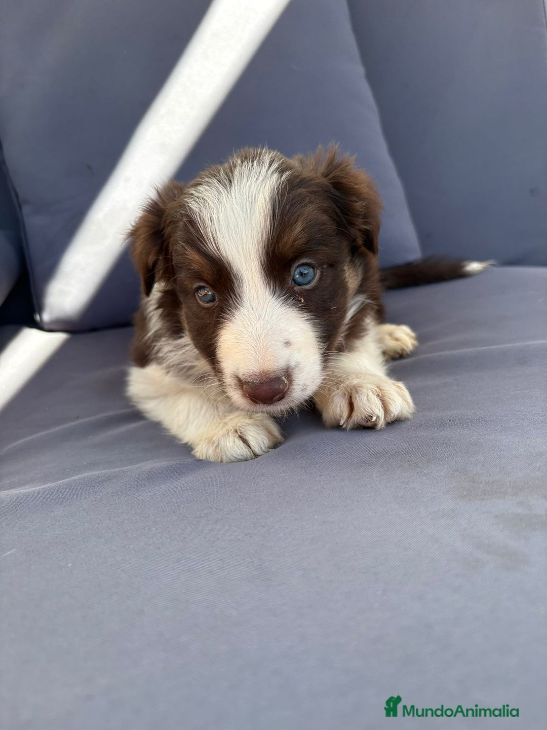 Border Collie perros en venta: Border collie chocolate  - Imagen 23
