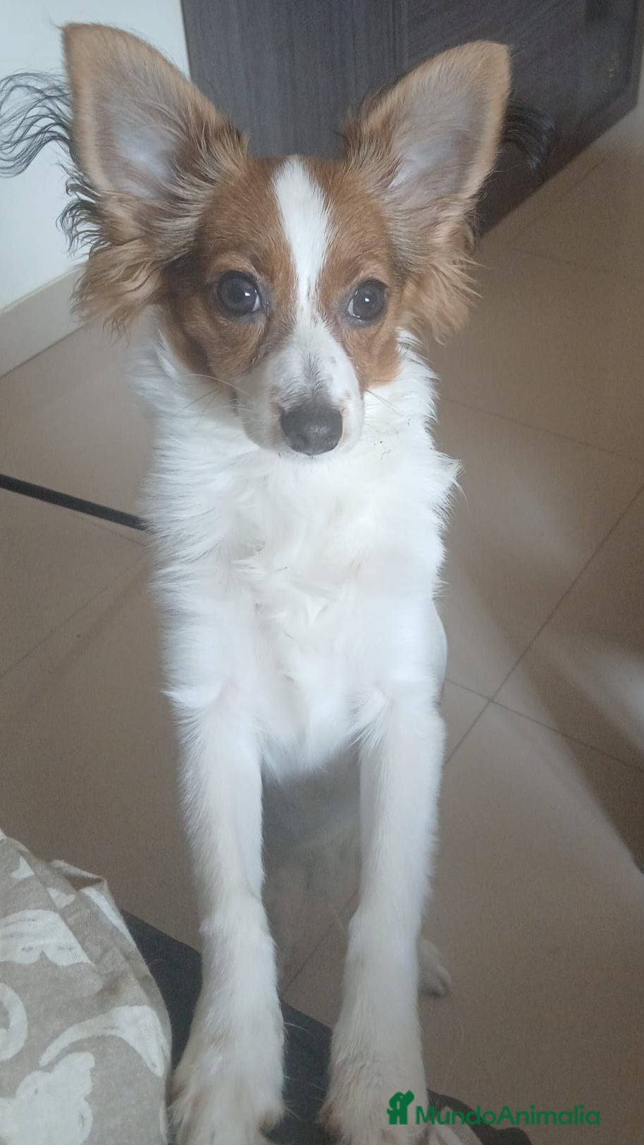 Raza Mixta perros Se regala cachorro 9 meses - Anuncio 1