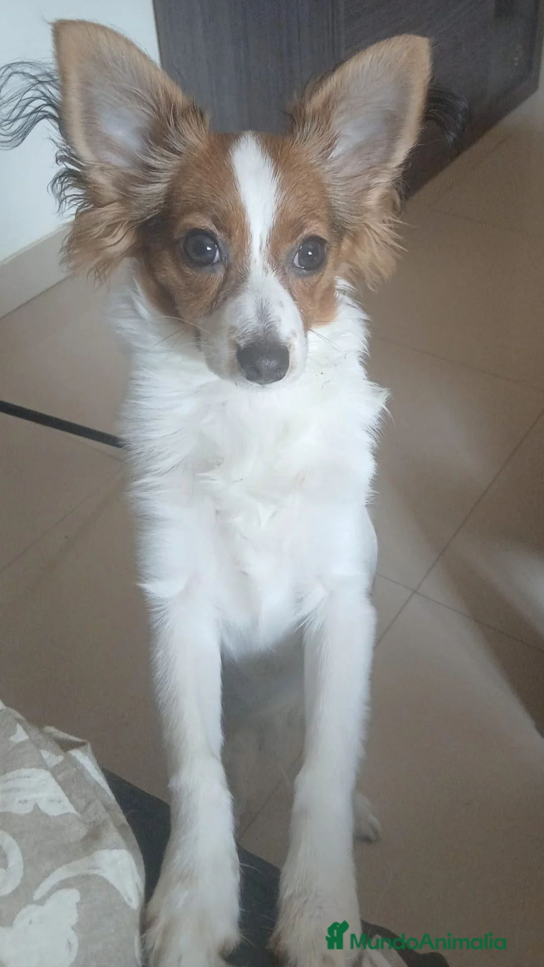 Raza Mixta perros en venta: Se regala cachorro 9 meses - Anuncio 1
