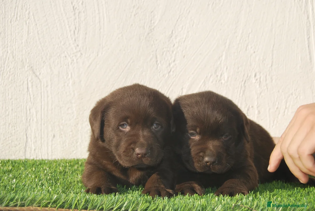 Labrador Retriever perros en venta: Labrador Retriever cachorros en Madrid - Anuncio 2