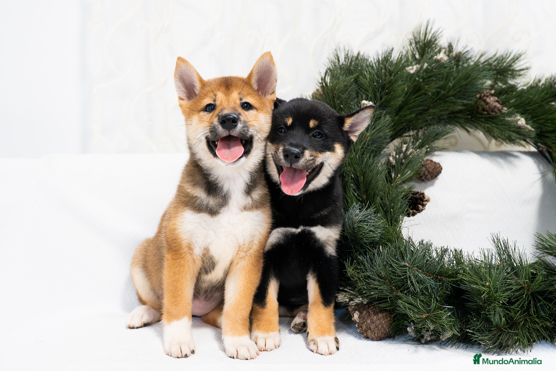 Shiba Inu perros Camada de Shiba-Inu  - Anuncio 2