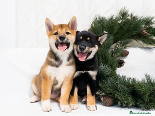 Shiba Inu perros Camada de Shiba-Inu - Anuncio 5