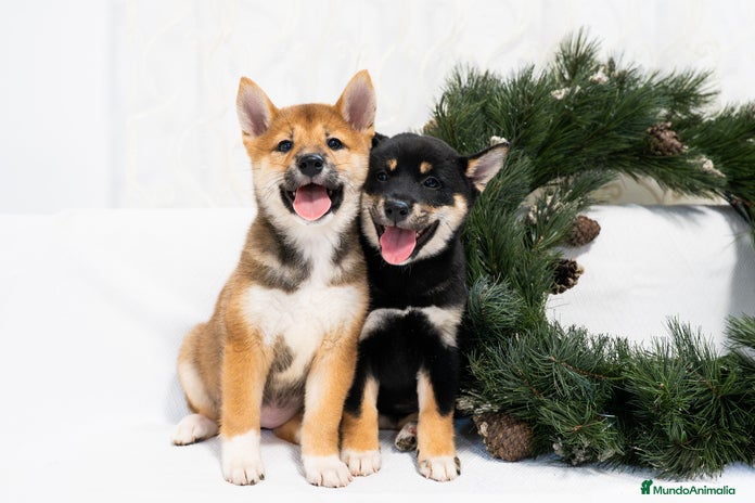 Shiba Inu perros Camada de Shiba-Inu - Anuncio 2