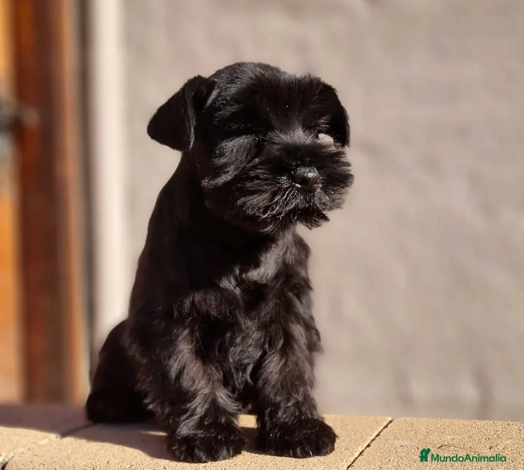 Schnauzer Miniatura perros en venta: SCHNAUZER MINIATURA NEGRO - Anuncio 6