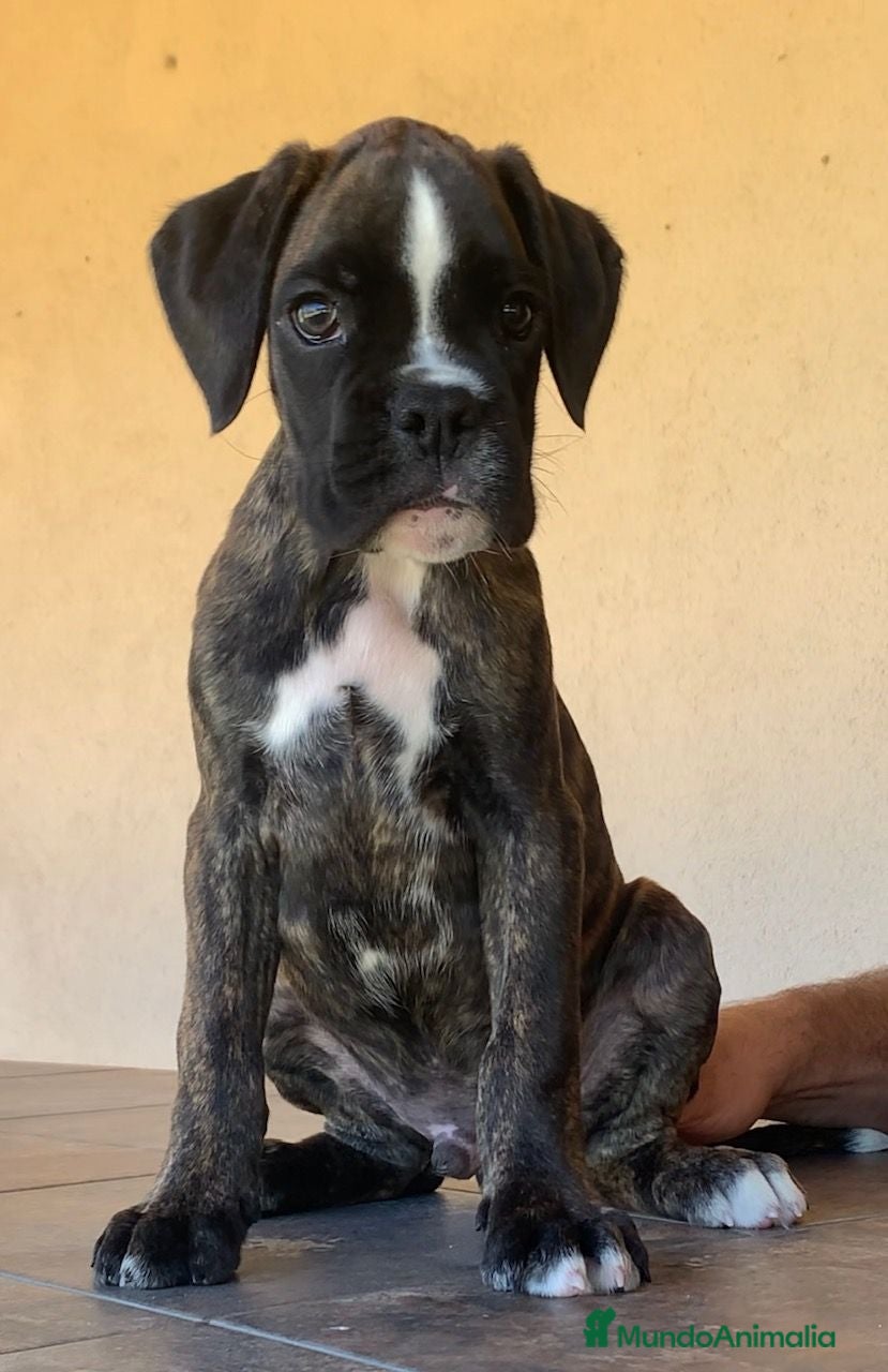 Boxer perros Preciosos cachorros BOXER - Anuncio 1