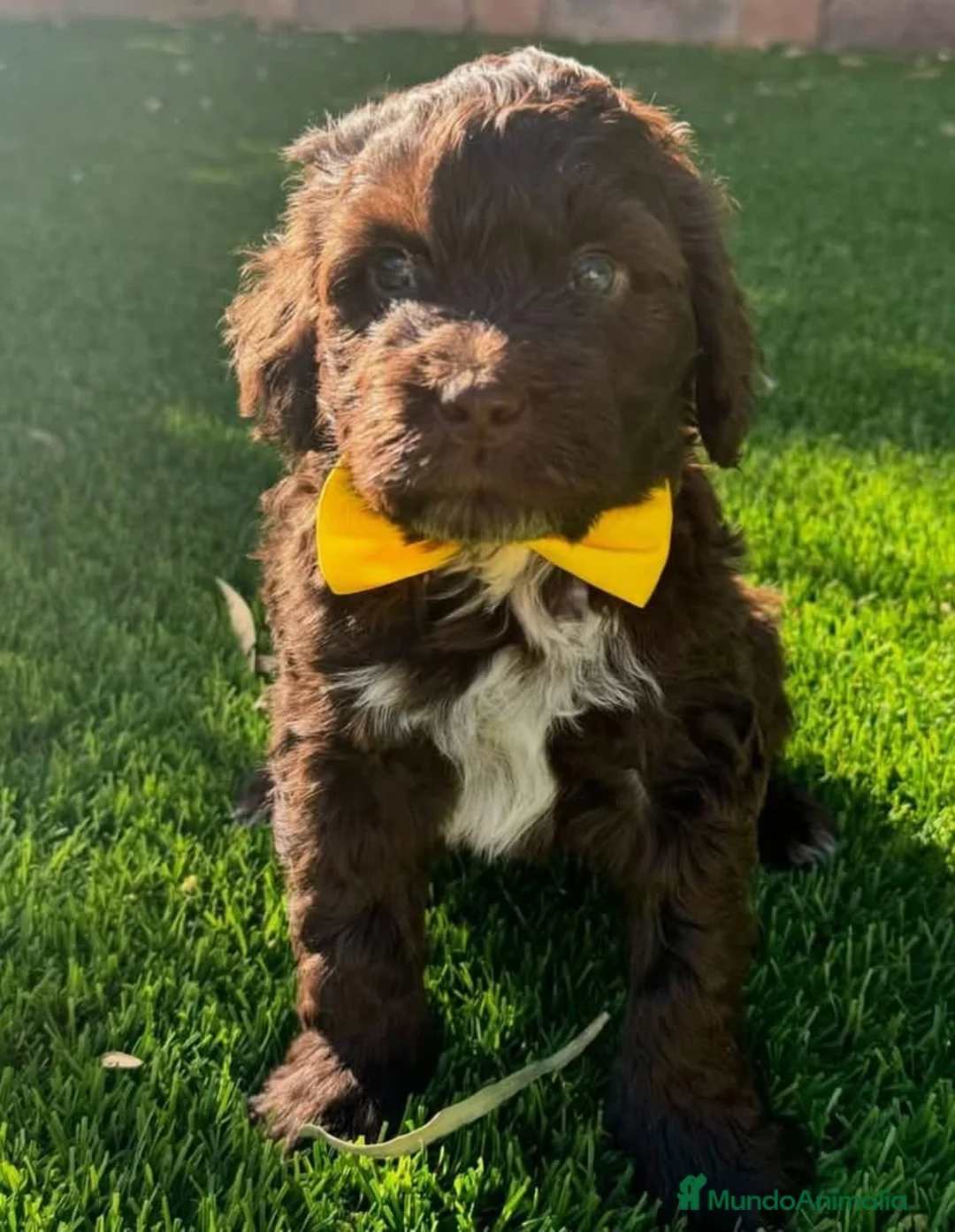 Perro de Agua Español perros en venta: PERRO DE AGUA ESPAÑOL ( TODA ESPAÑA )  - Anuncio 1