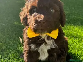 Perro de Agua Español perros PERRO DE AGUA ESPAÑOL ( TODA ESPAÑA ) - Anuncio 1