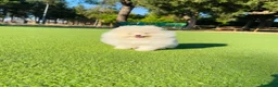 Pomerania perros en venta: Machito de lulu de pomerania  - Anuncio 1