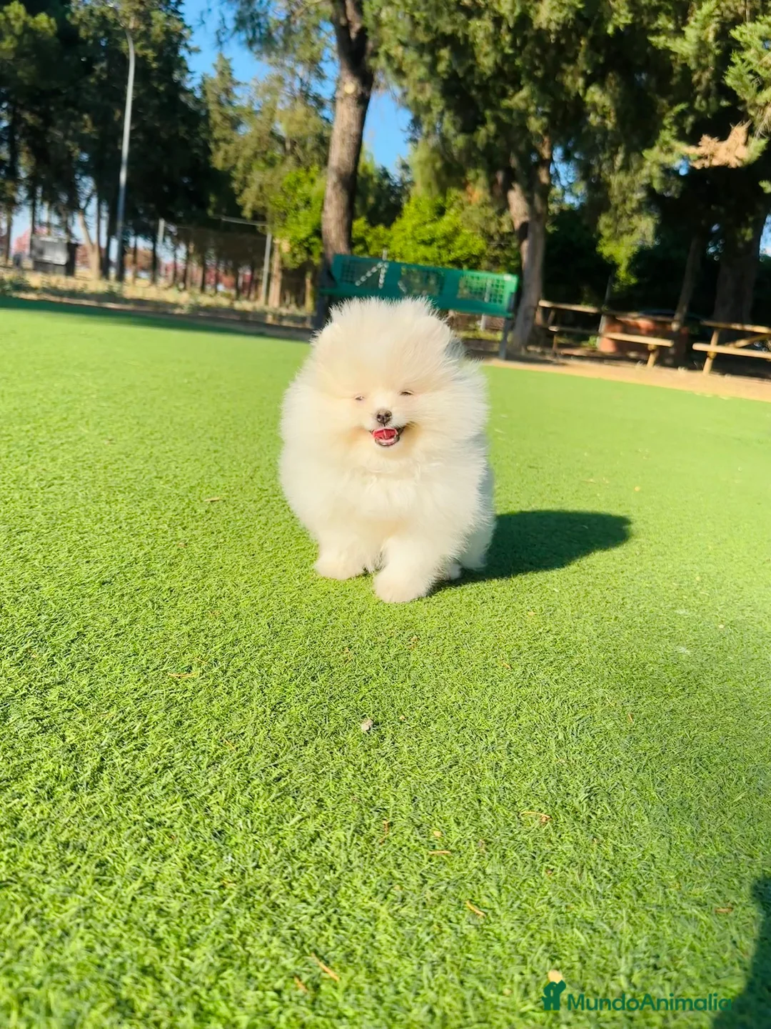 Pomerania perros en venta: Machito de lulu de pomerania  - Anuncio 1