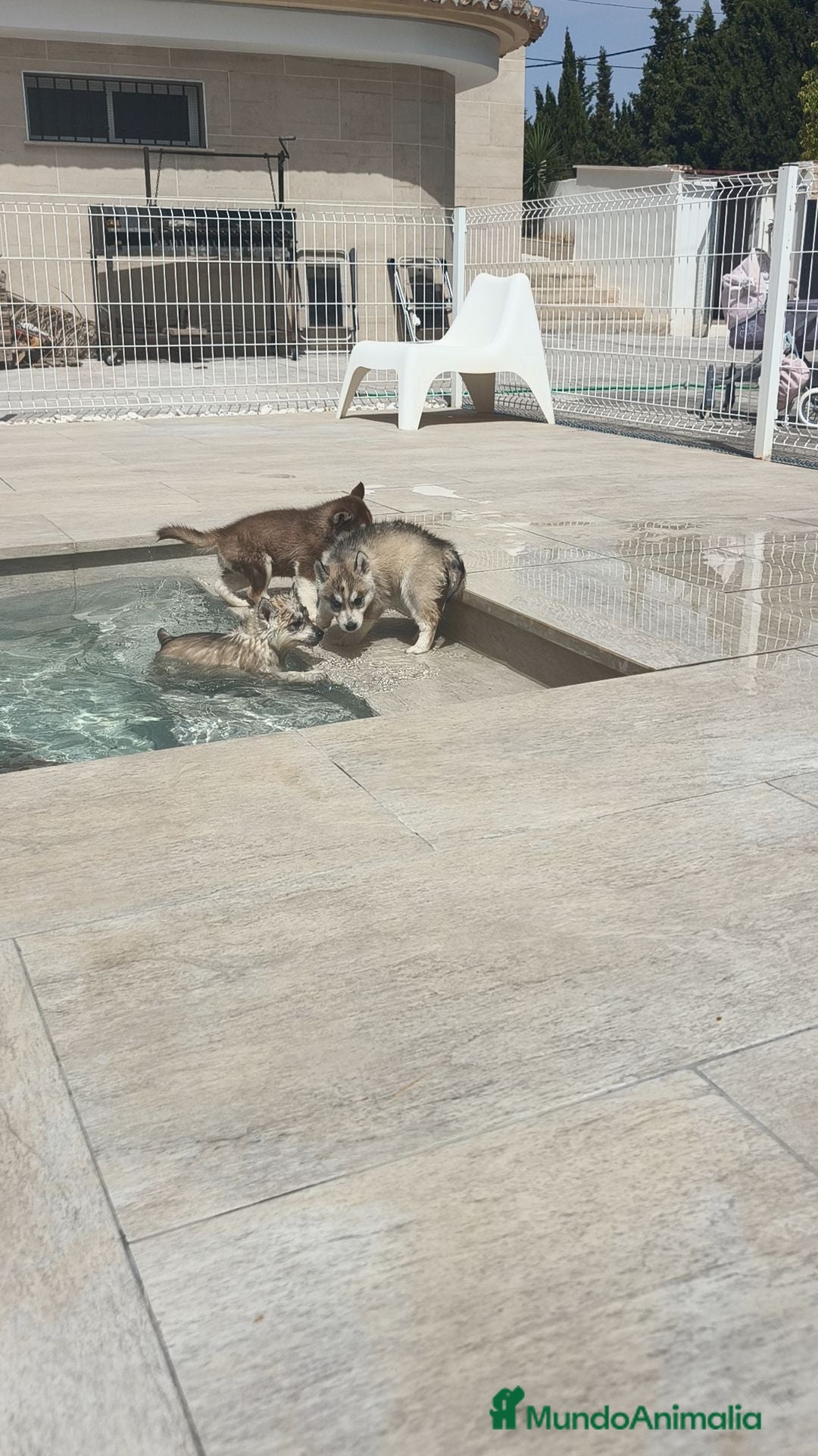 Husky Siberiano perros Husky SIBERIANO disponibles  - Anuncio 2