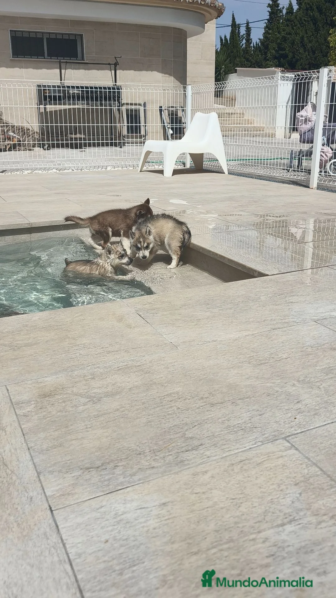 Husky Siberiano perros en venta: Husky SIBERIANO disponibles  - Anuncio 1