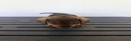 Teckel Miniatura perros en venta: TECKEL MINIATURA MACHO - Anuncio 6