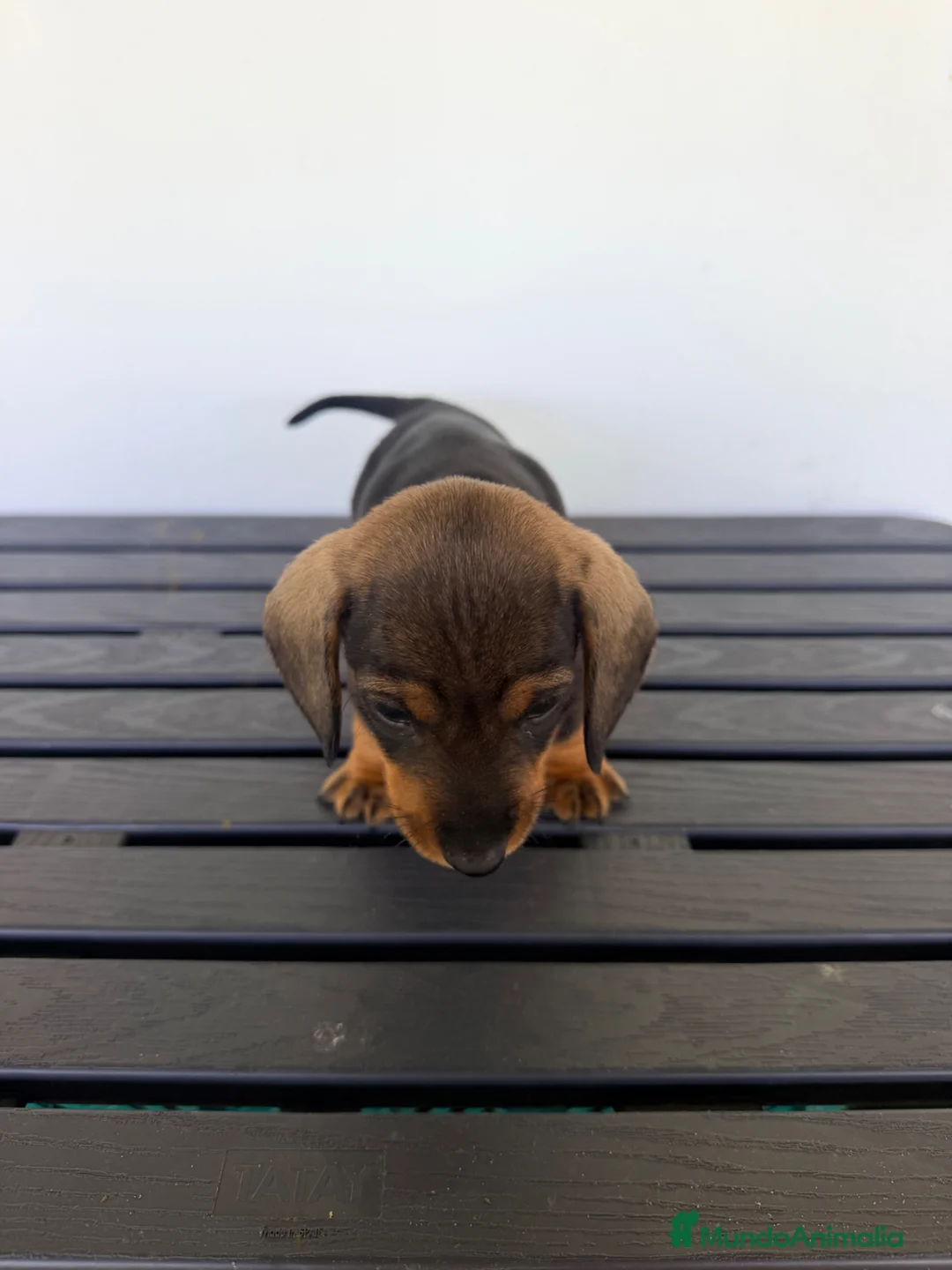 Teckel Miniatura perros en venta: TECKEL MINIATURA MACHO - Anuncio 6