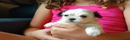 Shih Tzu perros en venta: MalShi. Shihtzu x Maltes - Anuncio 12