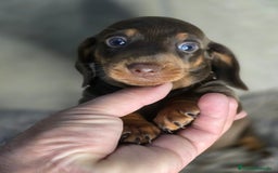 Teckel Miniatura perros en venta: Teckel chocolate inigualables - Imagen 3