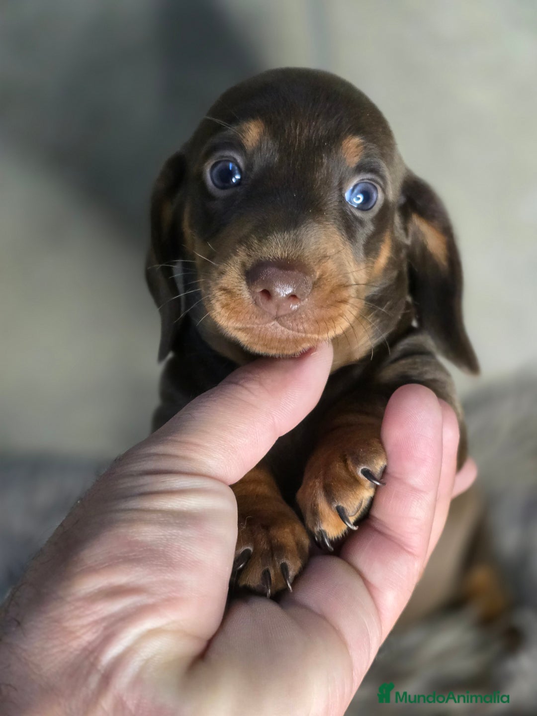 Teckel Miniatura perros en venta: Teckel chocolate inigualables - Imagen 3