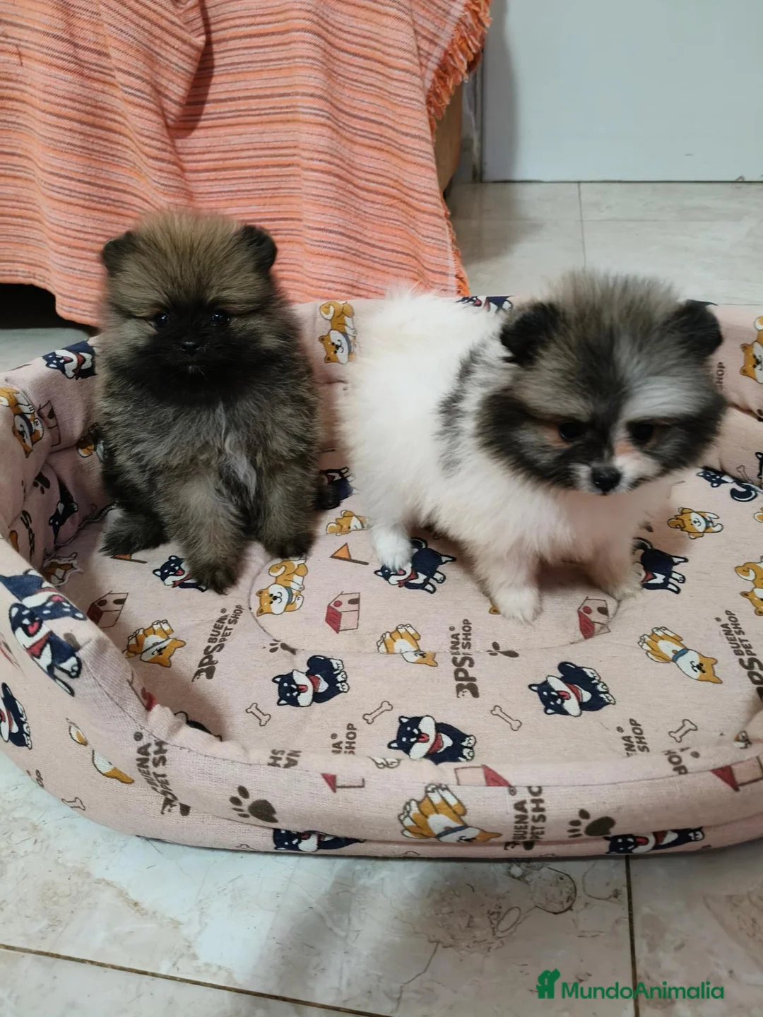 Pomerania perros en venta: Cachorritos de Pomerania Toy - Anuncio 1