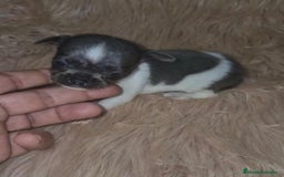 Chihuahua perros en venta: Chihuahuas rusos mini toy  - Imagen 6