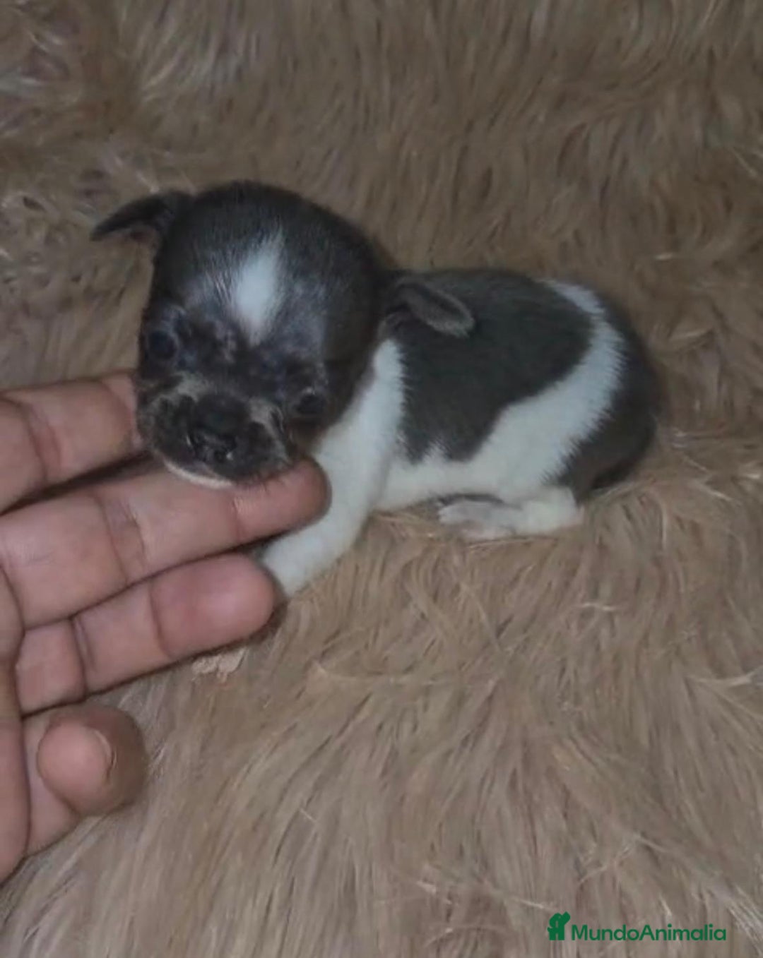 Chihuahua perros en venta: Chihuahuas rusos mini toy  - Imagen 6