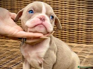 American Bully perros en Illes Balears - Anuncio 6