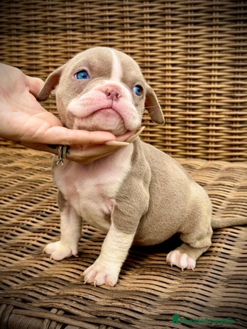 American Bully perros American Bully en Illes Balears - Anuncio 3