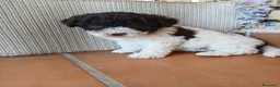Perro de Agua Español perros en venta: Cachorros de Perro de agua  - Anuncio 1