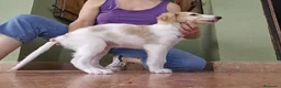 Borzoi perros en venta: Borzoi - Anuncio 8