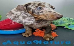Teckel Miniatura perros en venta: Teckel Hembra 4447 DCD AQUUANATURA - Imagen 7