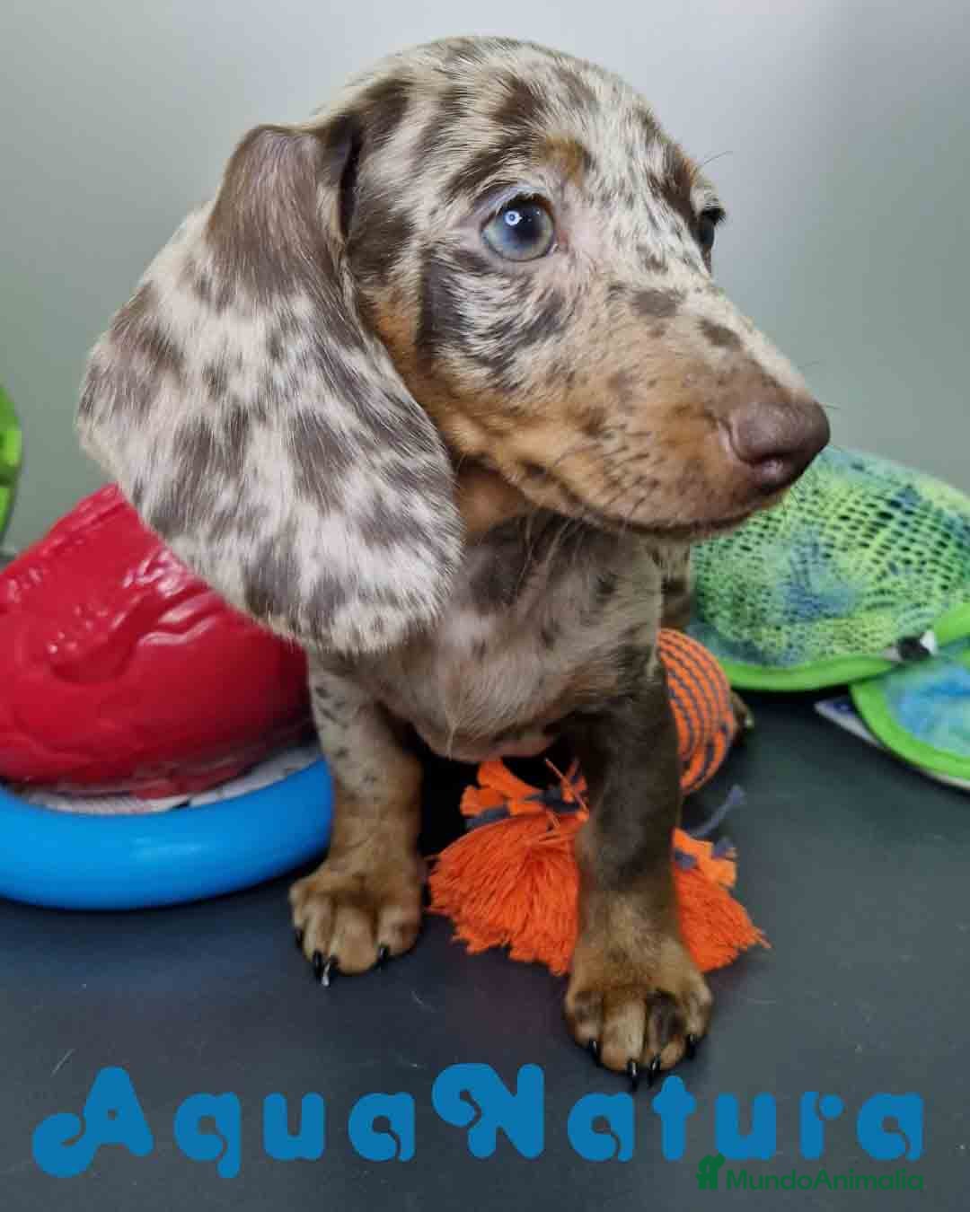 Teckel Miniatura perros en venta: Teckel Hembra 4447 DCD AQUUANATURA - Imagen 7