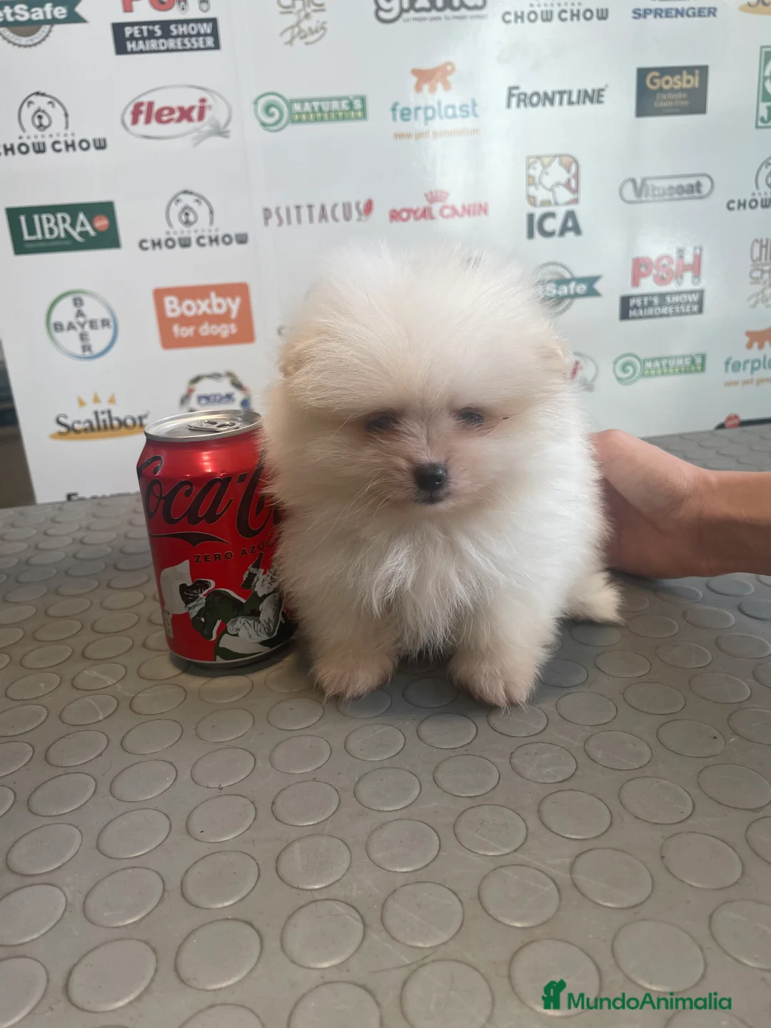 Pomerania perros en venta: Camadas de pomeranias en Almería - Anuncio 7