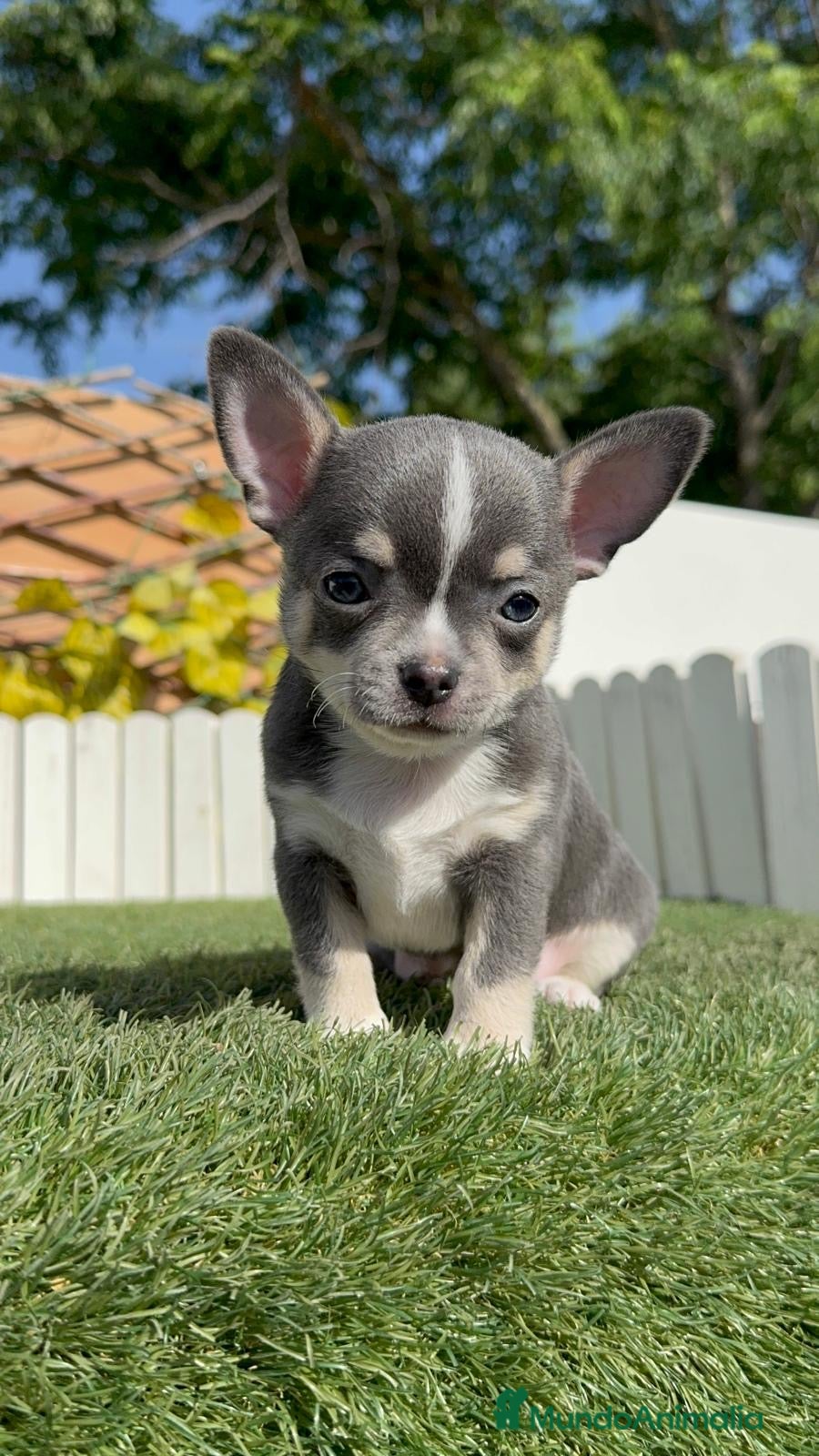 Chihuahua perros CHIHUAHUA BLUE - Anuncio 1