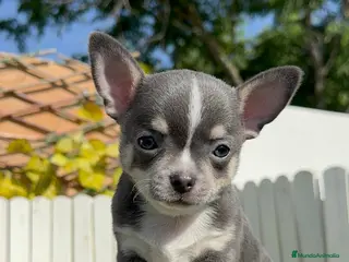 Chihuahua perros CHIHUAHUA BLUE - Anuncio 1